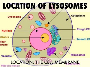 Lyosomes